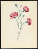 Antique Drawing-CARNATIONS-Anonymous-1794