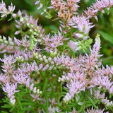Widow's Cross seeds 15 count