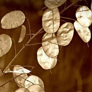 Money Plant Seeds Canada, Silver Dollar, Honesty Plant, Chinese Coins, Lunaria Annua Lunaire, Biennial Zone 4 5 6 7 8, Flower Alternative