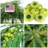Phyllanthus Emblica Seeds, India Gooseberry Seeds. Amla Seeds - 10 Seeds