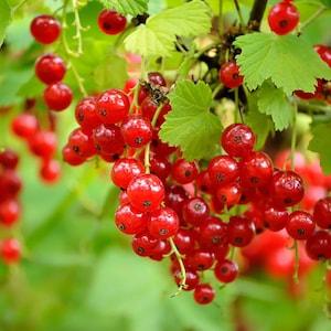 Organic Red Currant Seeds, 25 Fruit Garden Seed, Wild PERENNIAL, Prepper Medicinal Garden Seeds, Bulk Seeds,  Grow Tea + Make AWESOME Jelly