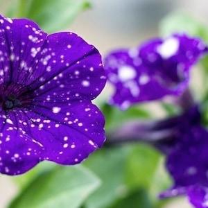 Galaxy Petunia Seeds | Night Sky Petunia | Purple | 50 Seeds | Rare Flowers | Home Garden | Gardening | Flower Seeds | Hanging Basket