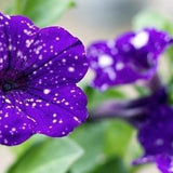 Galaxy Petunia Seeds | Night Sky Petunia | Purple | 50 Seeds | Rare Flowers | Home Garden | Gardening | Flower Seeds | Hanging Basket