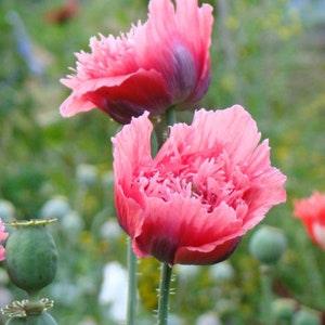 50+ Fringed Pink Poppy Seeds /  Papaver Laciniatum / English Garden / Flowers / Cottage Flowers / Wildflowers / Pom pom Poppy