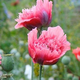 50+ Fringed Pink Poppy Seeds /  Papaver Laciniatum / English Garden / Flowers / Cottage Flowers / Wildflowers / Pom pom Poppy