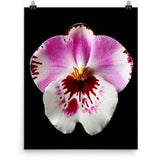 Vonflora Pink Moth Orchid Phalaenopsis Orchid Miltonia Orchid Miltoniopsis Poster Wall Art