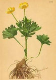 ALPENFLORA ALPINE FLOWERS: Ranunculus montanus W-Berg-Hahnenfuss; print 1897