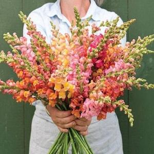 50+ Aesthetic tall Pastel color Snapdragon mix (Antirrhinum majus maximum) Seeds