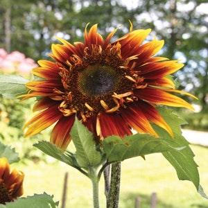 Joker Sunflower Seeds, Branching Variety, Red and Yellow Semi-Double Flowers, 25 Seeds // Non-GMO, helianthus annuus