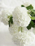 <3 White Hydrangeas...my favourite flower Flower Delivery