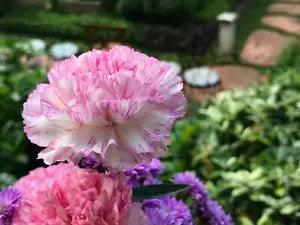 50 PICOTEE MIX CARNATION Dianthus Caryophyllus Bicolor Striped Flower Seeds