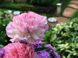 50 PICOTEE MIX CARNATION Dianthus Caryophyllus Bicolor Striped Flower Seeds