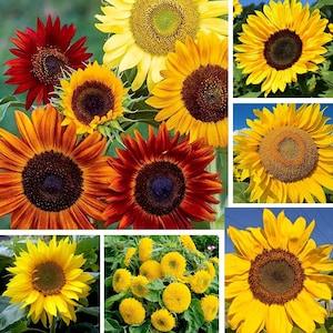 Super Sunflower Mix - 50/200 Seeds - Helianthus annuus - Organic, Open-Pollinated, Non-Hybrid & Non-GMO - Canada Flower Seeds