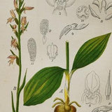 Hooded Neottianthe Orchid Print - Original Antique Botanical 1880s - Gymnadenia cucullata or Ponerorchis cucullata (plant flower seed pink)