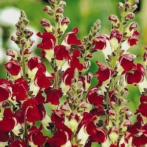 SNAPDRAGON NIGHT and DAY White Annual Flower Snap Dragon Antirrhinum 20 Seeds