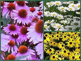 Daisy Seeds, Daisy Lovers Delight 3 Pack Special, Perennial Flower Seeds Non-Gmo