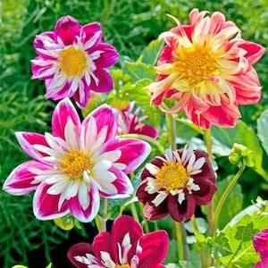 Dahlia Variabilis Flower Seeds Dandy annuals from Ukraine. 45 SEEDS