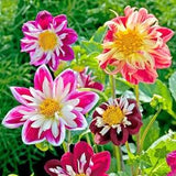Dahlia Variabilis Flower Seeds Dandy annuals from Ukraine. 45 SEEDS