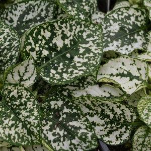 20 Seeds- White Hypoestes Flower Seeds-White Splash Hypoestes -Hypoestes Phyllostachya--PV381-Polka Dot Plant