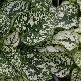 20 Seeds- White Hypoestes Flower Seeds-White Splash Hypoestes -Hypoestes Phyllostachya--PV381-Polka Dot Plant