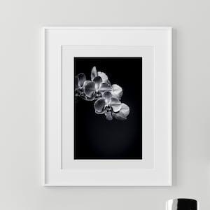 Fine Art Black and White Photographic print of an ORCHID available in many sizes and on metal, acrylic, canvas, and fine art paper