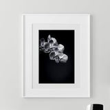 Fine Art Black and White Photographic print of an ORCHID available in many sizes and on metal, acrylic, canvas, and fine art paper