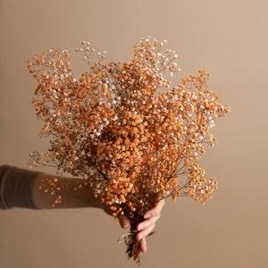Painted Orange Dried Gypsophila - Baby's Breath Flowers