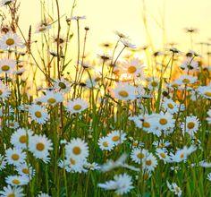 Wild flowers field stock photo. Image of field, blumenfeld - 38933758 Flower Delivery