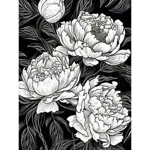Peony Flower Blooms White on Black Illustration Huge Art Print Picture 18X24 In