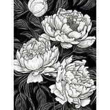 Peony Flower Blooms White on Black Illustration Huge Art Print Picture 18X24 In