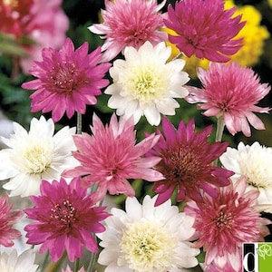 No 112 Annum Mix 30 Samen Seeds Zaden Color Mix Flowers Wildflowers