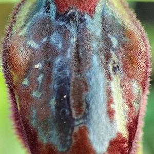 Ophrys sphegodes Orchid bulb, early spider-orchid, with Phytosanitary certification and Passport, grown by supplier