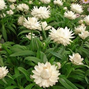300 Organic Helichrysum Straw Flower WHITE Everlanstings Paper Flower Seeds Samen Semi Semillas Siemenet Fr? Sementes Sementi  Graines