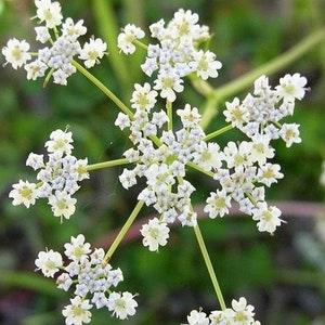 Caraway Persian Cumin Meridian Fennel 1g - 200 NON GMO Seeds - Carum Carvi