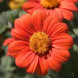 Mexican Sunflower Seeds, Orange, Tithonia, Attract Butterflies, Daisy-Like Bloom