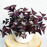 Oxalis Triangularis bulb (rhizome) | Wood sorrel, purple shamrock, three-leaf clover, perennial flowering houseplant