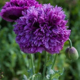 50 + seeds Papaver Paeoniflourum Purple Peony Poppy