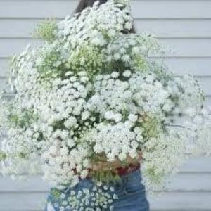 Queen of Africa Seeds Queen Anne??s Lace flower bishops flower Ammi majus cut flower bouquet dried flowers from Dizzy Bees Urban Garden