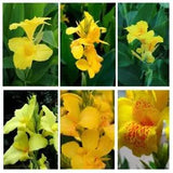Canna Lily Yellow Flower Hawaiian Best BulbsTropical Plants Fresh green foliage