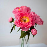 Pink Crepe Paper Peony ?? Home Decoration ?? Birthday Gift ?? Graduation Gift ?? Wedding Flowers ?? Anniversary