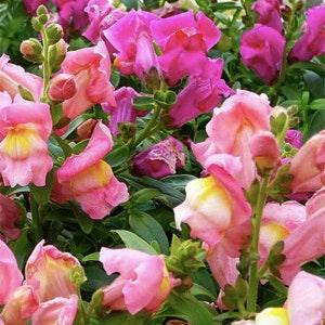 120+ Seeds / Snapdragon Rainbow mix Seeds / Cottage Garden Flower / Antirrhinum majus / ( W14)B