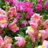 120+ Seeds / Snapdragon Rainbow mix Seeds / Cottage Garden Flower / Antirrhinum majus / ( W14)B
