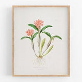 Peach orchid flower botanical print / vintage print / botanical print / art print / orchid print / flower art / wall decor / tropical art