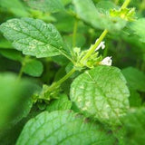 200 Seeds-  Organic Lemon Balm Herb Seeds-MELISSA OFFICINALIS-J065-Bee and Hummingbird attracting Medicinal Perennial Herb