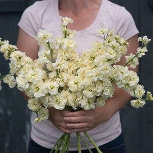 30 Yellow Stock Flower Seeds / Matthiola incanas / Cut Flower / Container Gardening / English Garden / Wildflowers / Cottage Garden