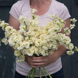 30 Yellow Stock Flower Seeds / Matthiola incanas / Cut Flower / Container Gardening / English Garden / Wildflowers / Cottage Garden