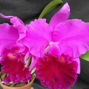 Rlc Amy Wakasugi 'NN' large blooming size cattleya orchid hybrid. Large fragrant lavender blooms. 4.5" pots.
