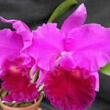 Rlc Amy Wakasugi 'NN' large blooming size cattleya orchid hybrid. Large fragrant lavender blooms. 4.5" pots.