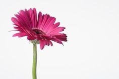How to Dry Gerbera Daisies in a Flower Press Flower Delivery