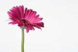 How to Dry Gerbera Daisies in a Flower Press Flower Delivery